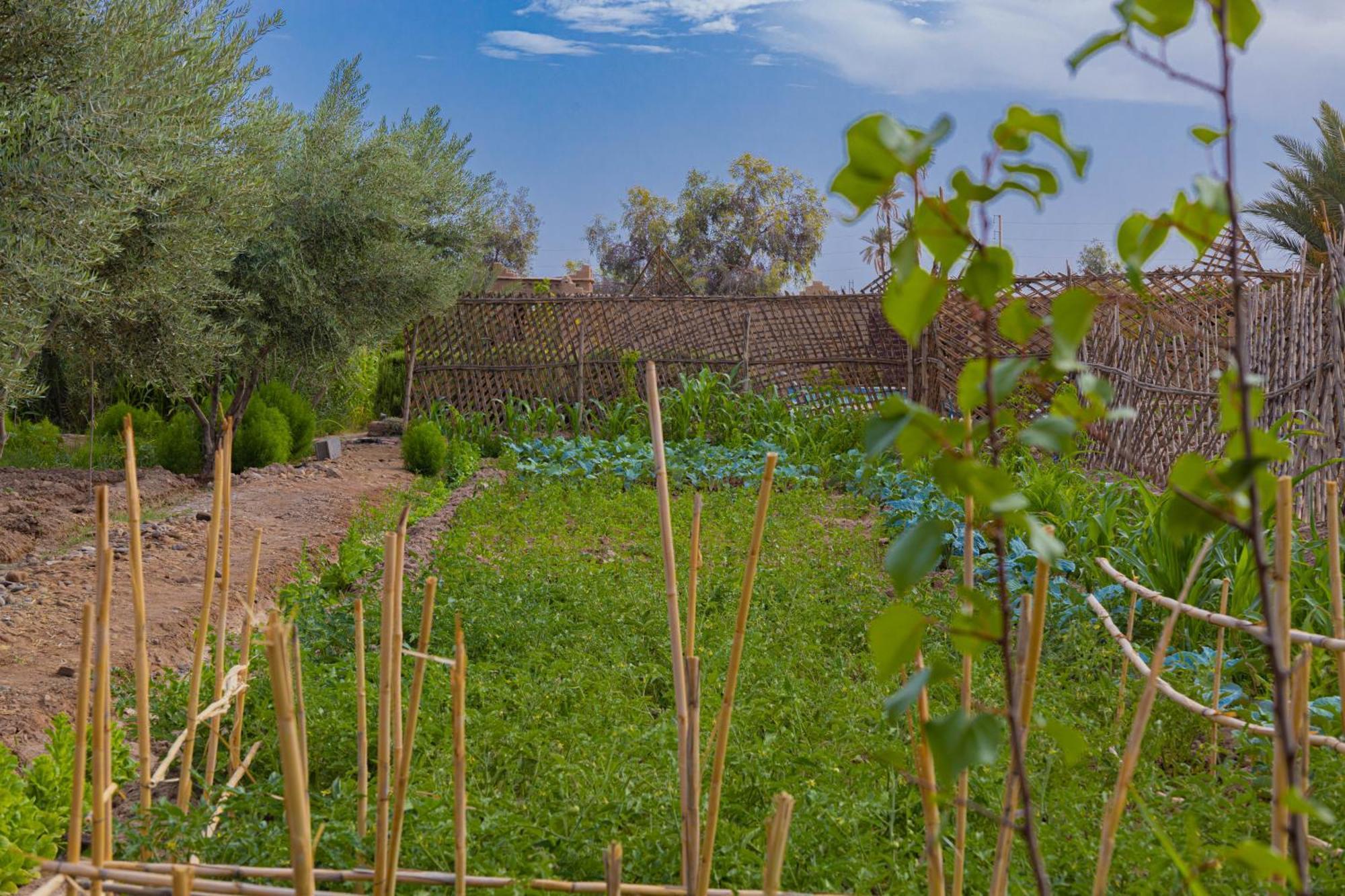 Maison D'Hote Amridil Skoura Dış mekan fotoğraf